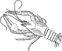 Wholesale Seafood Suppliers