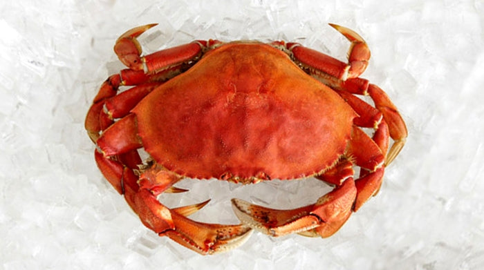 Frozen Cooked Dungeness Crab